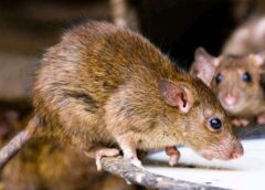 NCDC Records 75 Lassa Fever Deaths In Seven Weeks…Taraba, Bauchi With Highest Figures